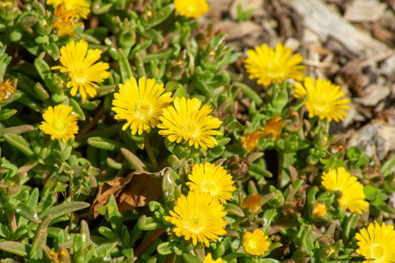 18 Best Low-Maintenance Ground Covers for Weed Control & Garden Beauty