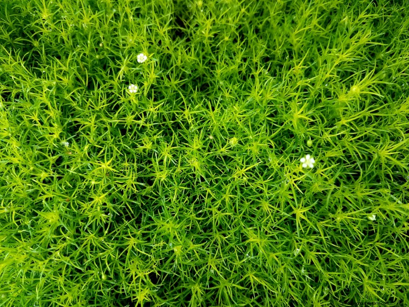 18 Best Low-Maintenance Ground Covers for Weed Control & Garden Beauty