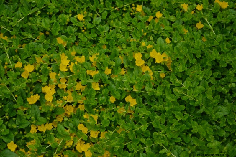 18 Best Low-Maintenance Ground Covers for Weed Control & Garden Beauty