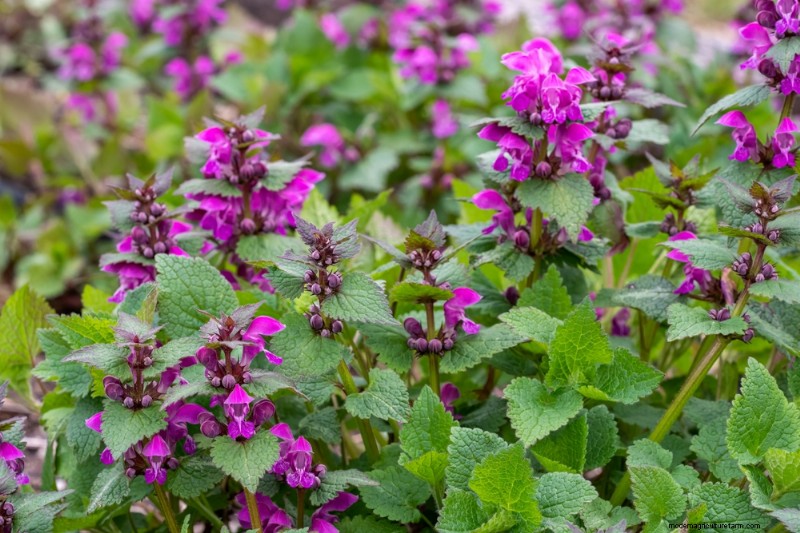 18 Best Low-Maintenance Ground Covers for Weed Control & Garden Beauty
