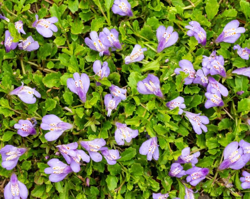 18 Best Low-Maintenance Ground Covers for Weed Control & Garden Beauty