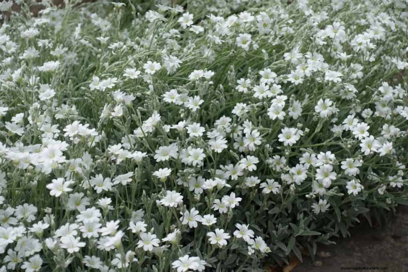 18 Best Low-Maintenance Ground Covers for Weed Control & Garden Beauty