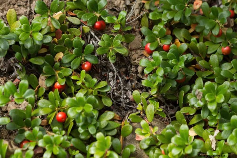 18 Best Low-Maintenance Ground Covers for Weed Control & Garden Beauty