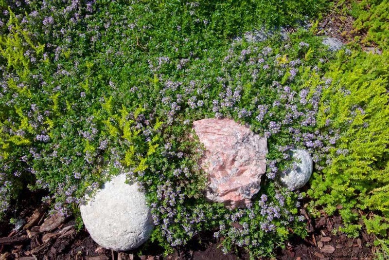 18 Best Low-Maintenance Ground Covers for Weed Control & Garden Beauty