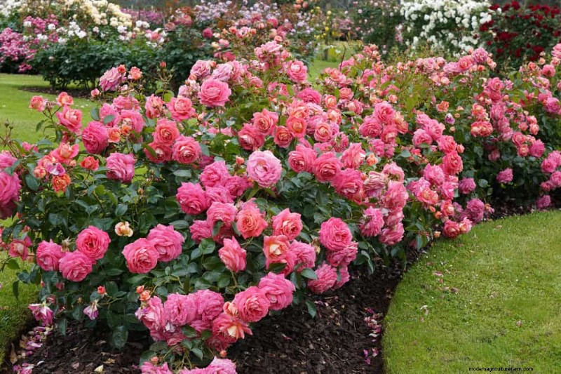 Create a Fairytale Garden: 19 Enchanting Cottage Garden Plants
