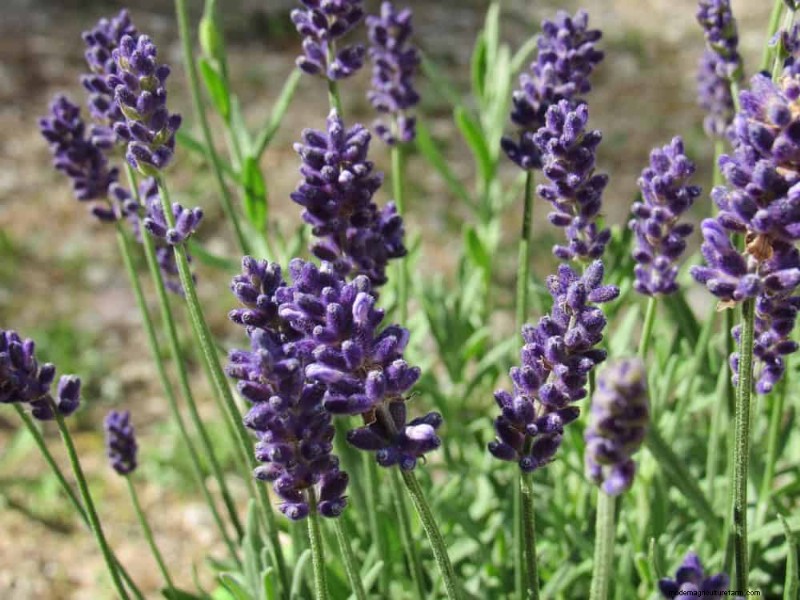 Create a Fairytale Garden: 19 Enchanting Cottage Garden Plants