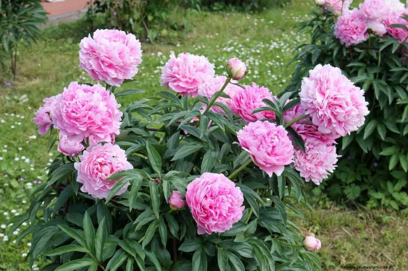 Create a Fairytale Garden: 19 Enchanting Cottage Garden Plants