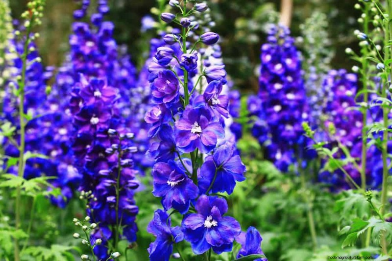 Create a Fairytale Garden: 19 Enchanting Cottage Garden Plants