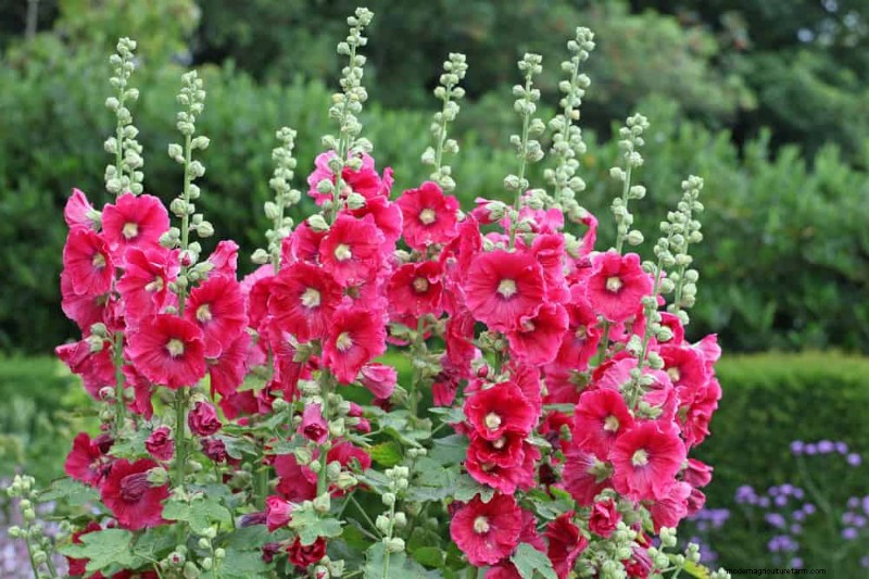 Create a Fairytale Garden: 19 Enchanting Cottage Garden Plants