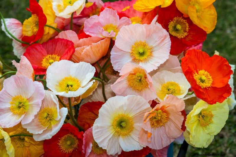 Create a Fairytale Garden: 19 Enchanting Cottage Garden Plants