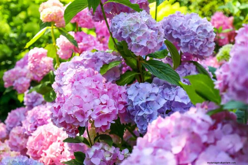 Create a Fairytale Garden: 19 Enchanting Cottage Garden Plants
