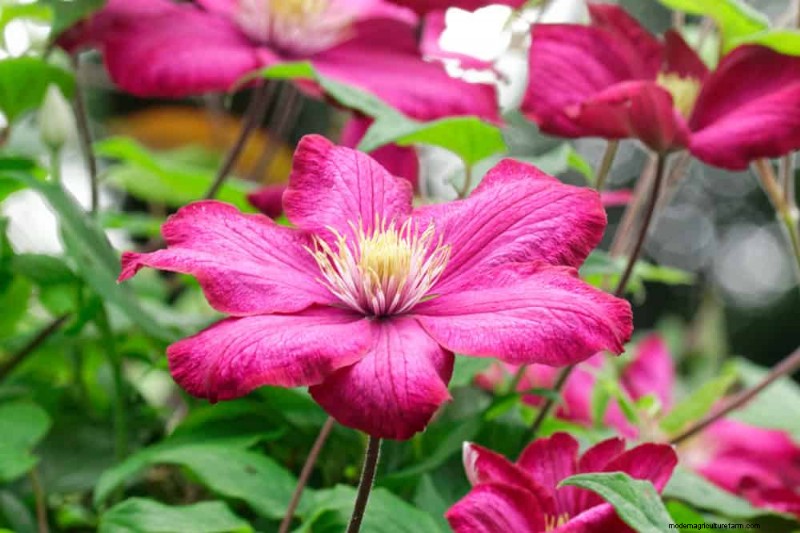Create a Fairytale Garden: 19 Enchanting Cottage Garden Plants
