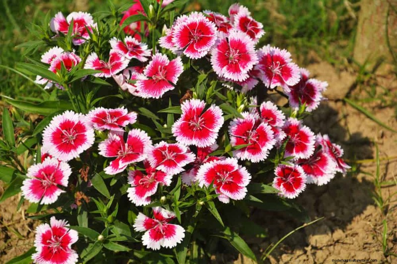 Create a Fairytale Garden: 19 Enchanting Cottage Garden Plants