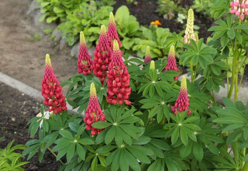 Create a Fairytale Garden: 19 Enchanting Cottage Garden Plants