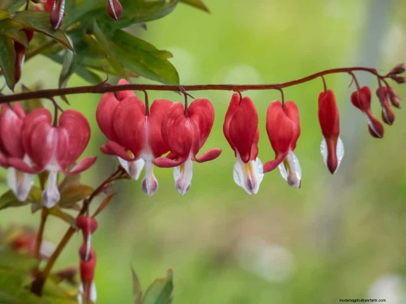 Create a Fairytale Garden: 19 Enchanting Cottage Garden Plants