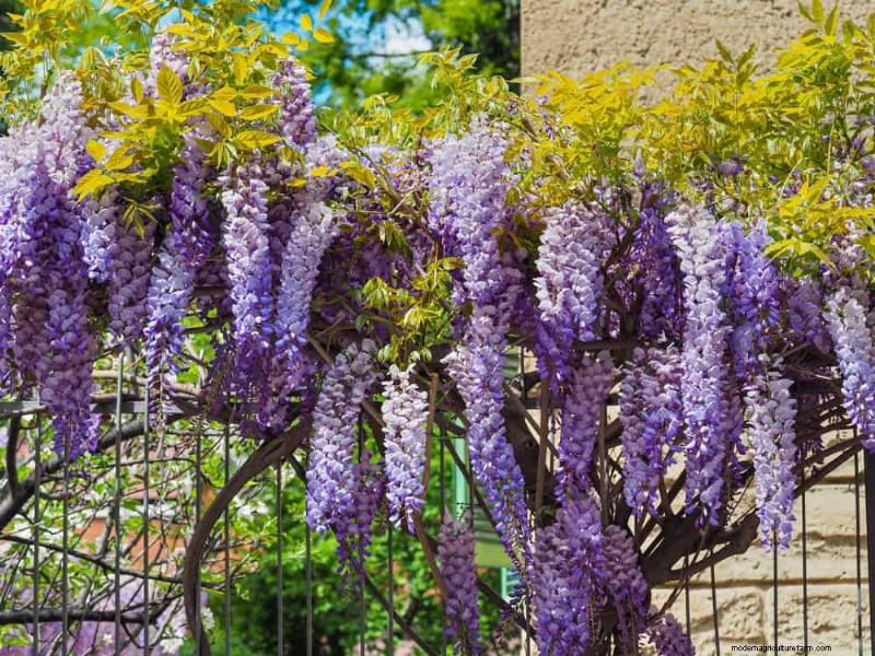 Create a Fairytale Garden: 19 Enchanting Cottage Garden Plants