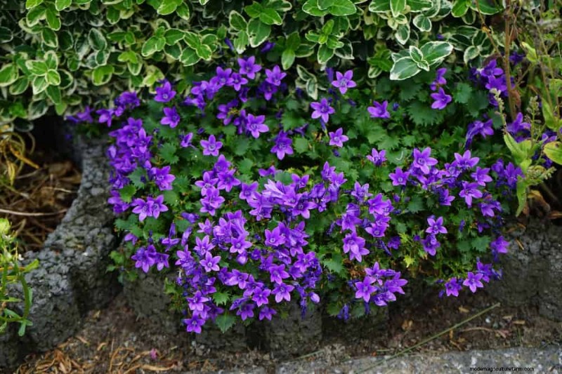 Create a Fairytale Garden: 19 Enchanting Cottage Garden Plants