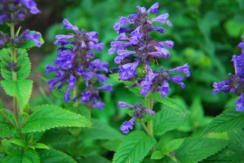 Create a Fairytale Garden: 19 Enchanting Cottage Garden Plants