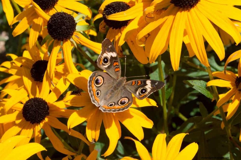 Create a Fairytale Garden: 19 Enchanting Cottage Garden Plants