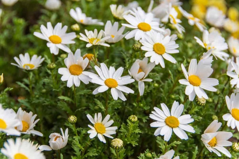 Create a Fairytale Garden: 19 Enchanting Cottage Garden Plants