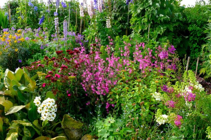 Create a Fairytale Garden: 19 Enchanting Cottage Garden Plants