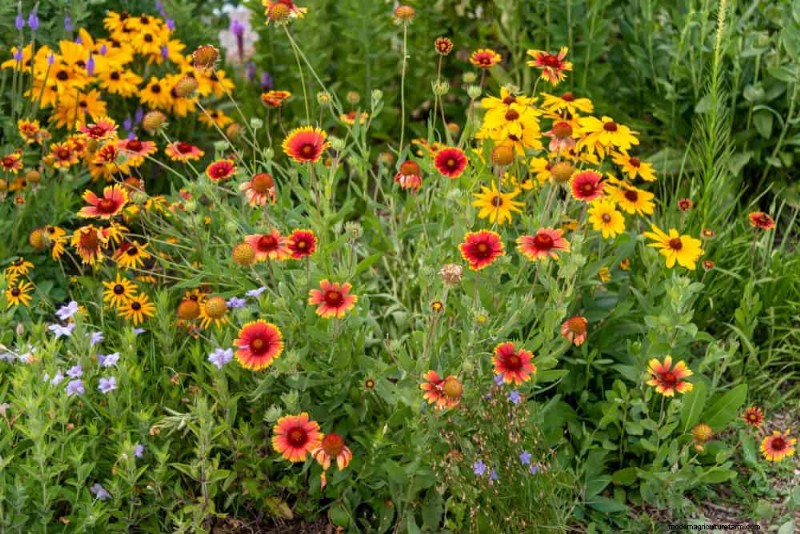 Water-Wise Gardening: 24 Simple Ways to Conserve Water This Spring