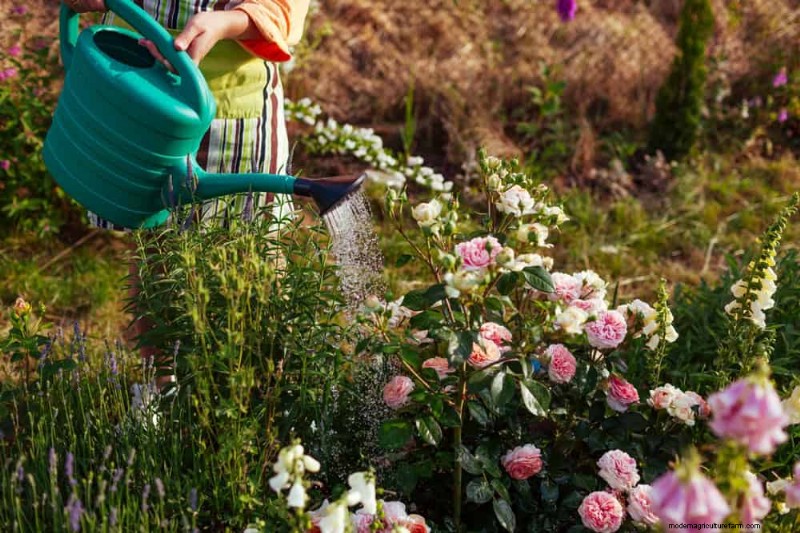 Water-Wise Gardening: 24 Simple Ways to Conserve Water This Spring