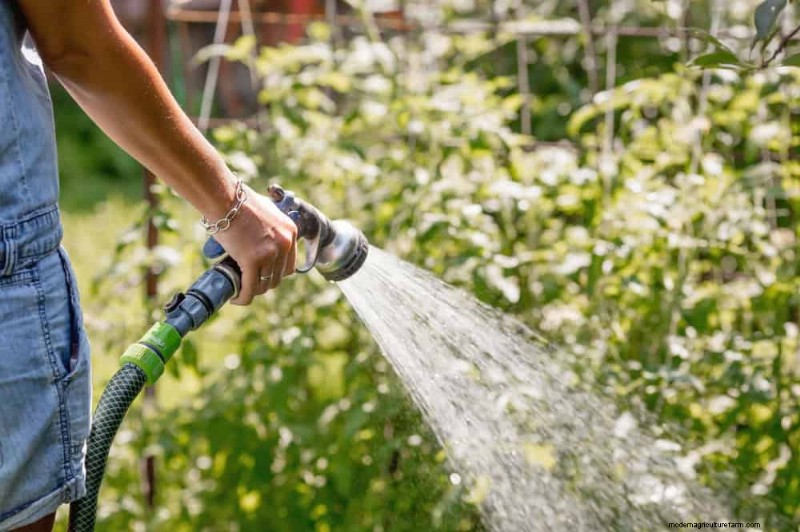 Water-Wise Gardening: 24 Simple Ways to Conserve Water This Spring