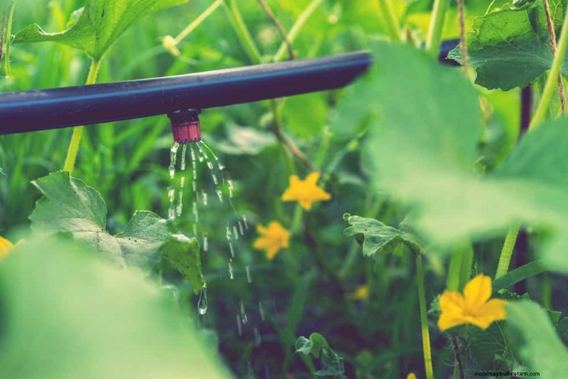 Water-Wise Gardening: 24 Simple Ways to Conserve Water This Spring