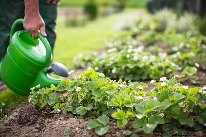 Water-Wise Gardening: 24 Simple Ways to Conserve Water This Spring