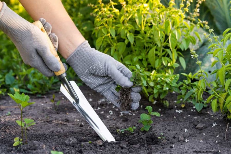 Water-Wise Gardening: 24 Simple Ways to Conserve Water This Spring