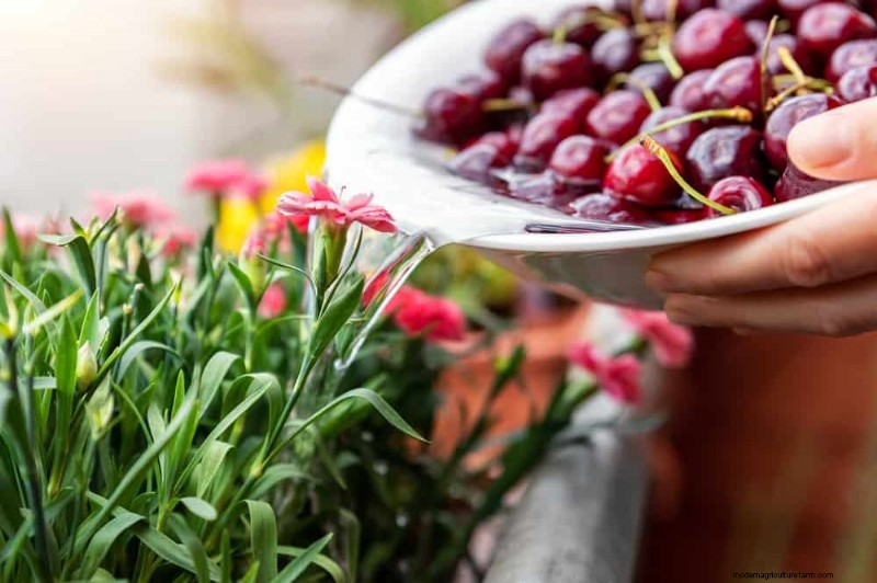 Water-Wise Gardening: 24 Simple Ways to Conserve Water This Spring