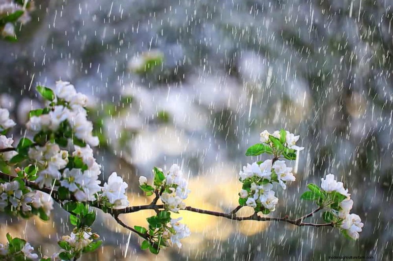 Water-Wise Gardening: 24 Simple Ways to Conserve Water This Spring