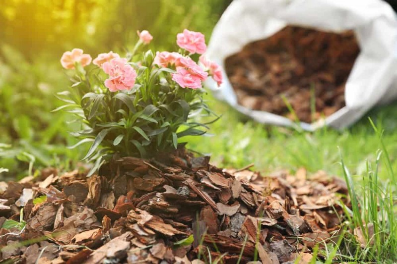 25 Proven Ways to Use Mulch for a Thriving Garden