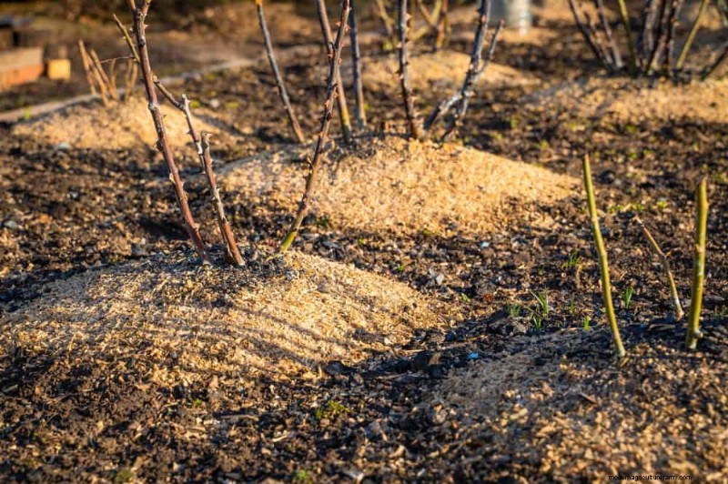 25 Proven Ways to Use Mulch for a Thriving Garden