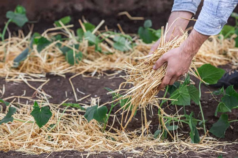 25 Proven Ways to Use Mulch for a Thriving Garden