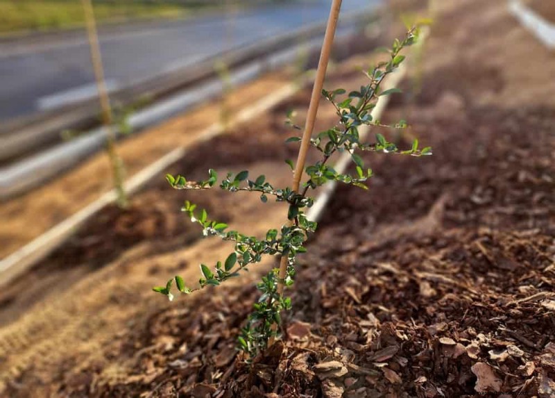 25 Proven Ways to Use Mulch for a Thriving Garden