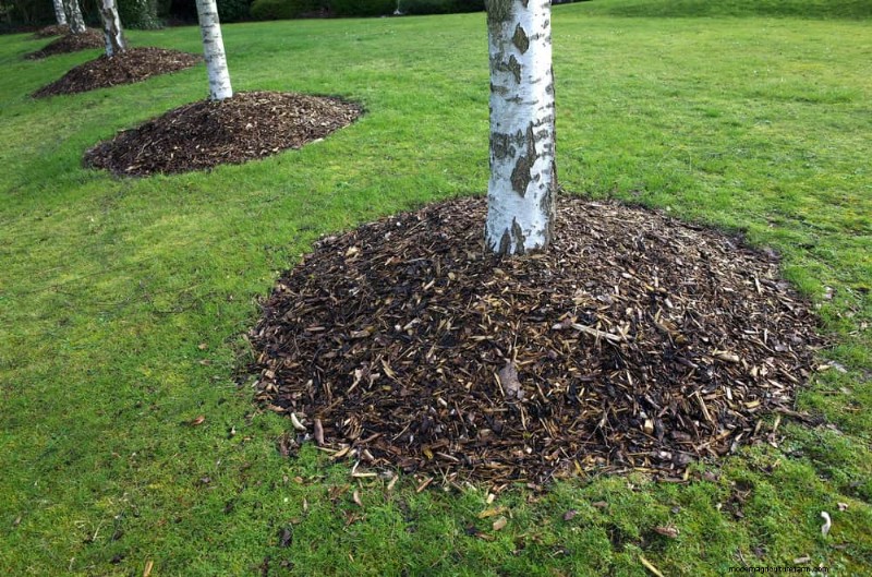 25 Proven Ways to Use Mulch for a Thriving Garden