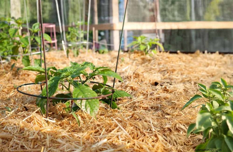 25 Proven Ways to Use Mulch for a Thriving Garden