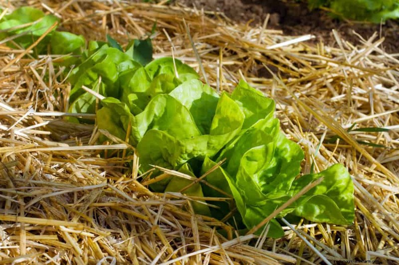25 Proven Ways to Use Mulch for a Thriving Garden