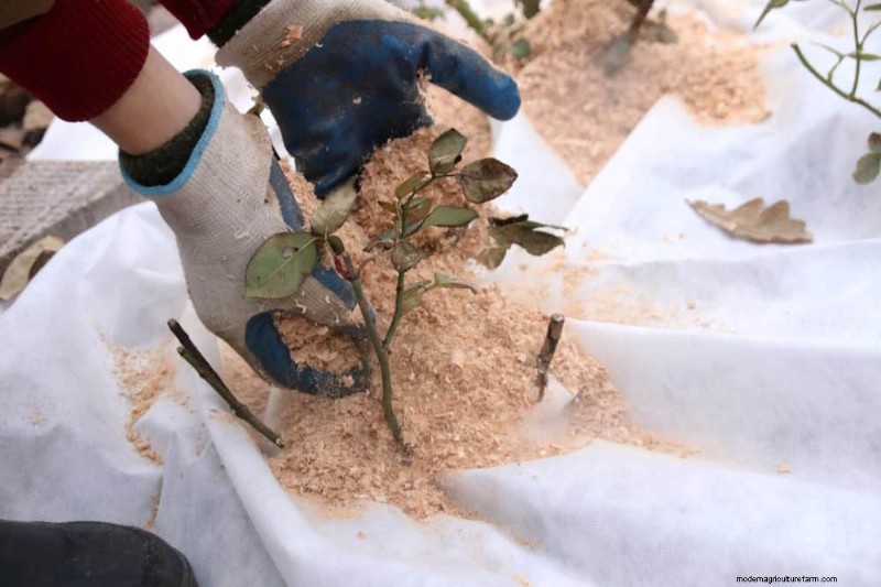 25 Proven Ways to Use Mulch for a Thriving Garden