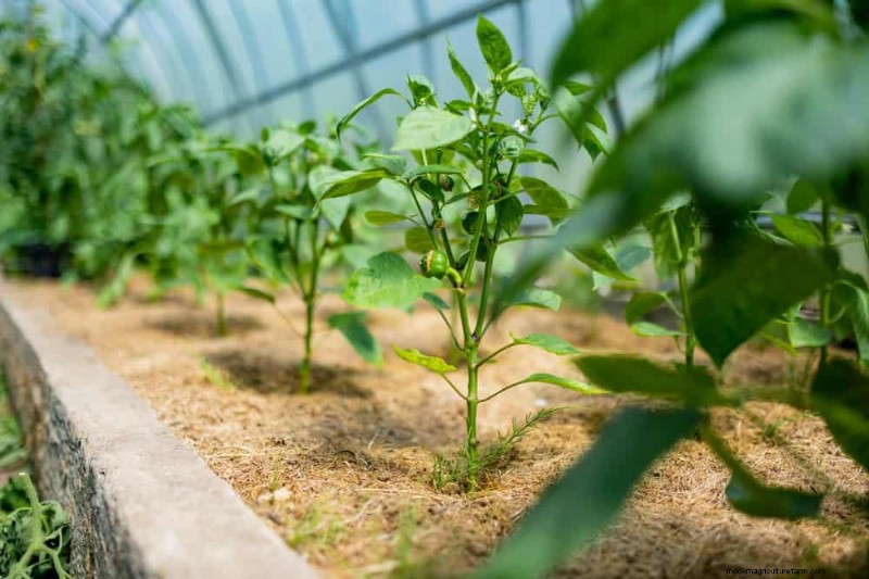 25 Proven Ways to Use Mulch for a Thriving Garden