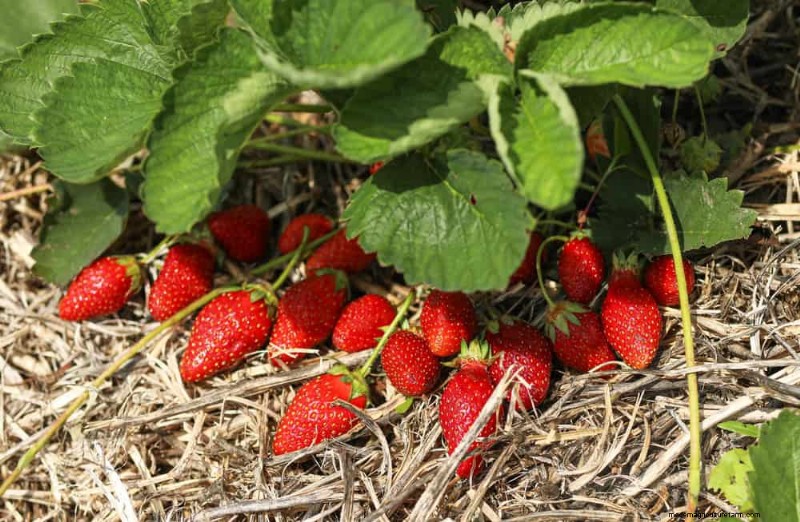 25 Proven Ways to Use Mulch for a Thriving Garden