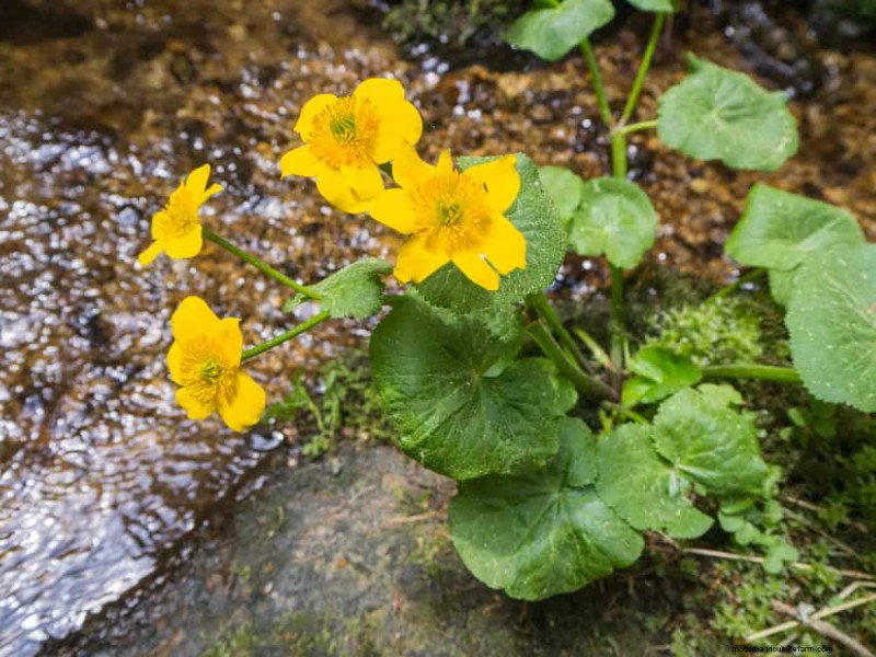 Prevent Spring Flooding: 24 Smart Garden Drainage Solutions