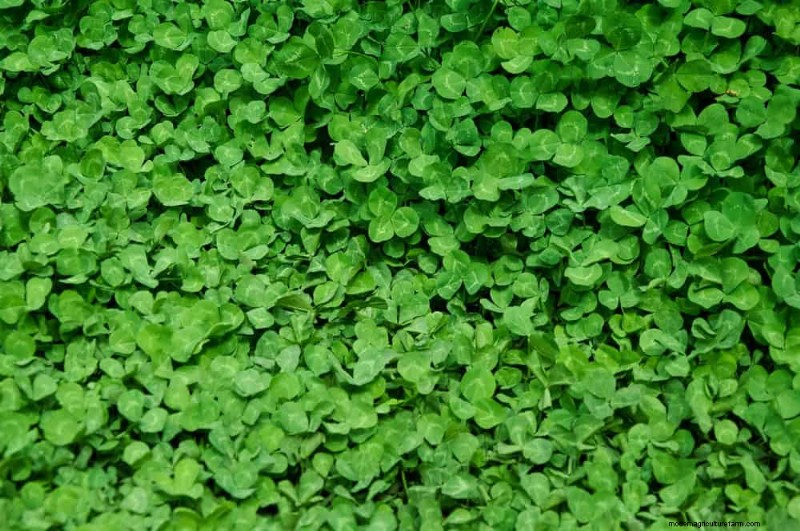 Prevent Spring Flooding: 24 Smart Garden Drainage Solutions