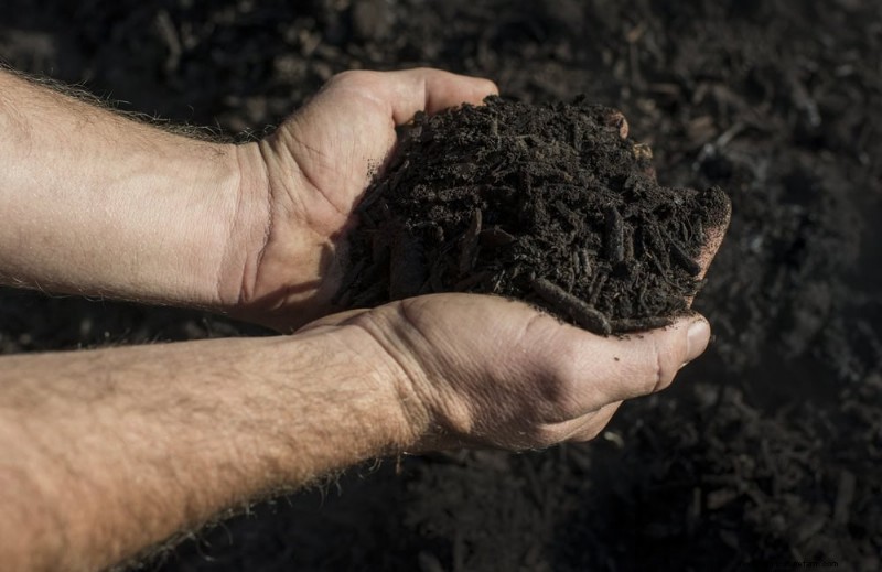Natural Weed Control: 22 Eco-Friendly Methods for a Thriving Garden