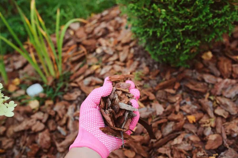 Natural Weed Control: 22 Eco-Friendly Methods for a Thriving Garden