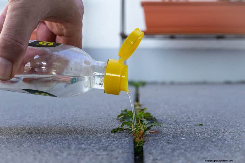 Natural Weed Control: 22 Eco-Friendly Methods for a Thriving Garden