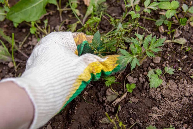 Natural Weed Control: 22 Eco-Friendly Methods for a Thriving Garden