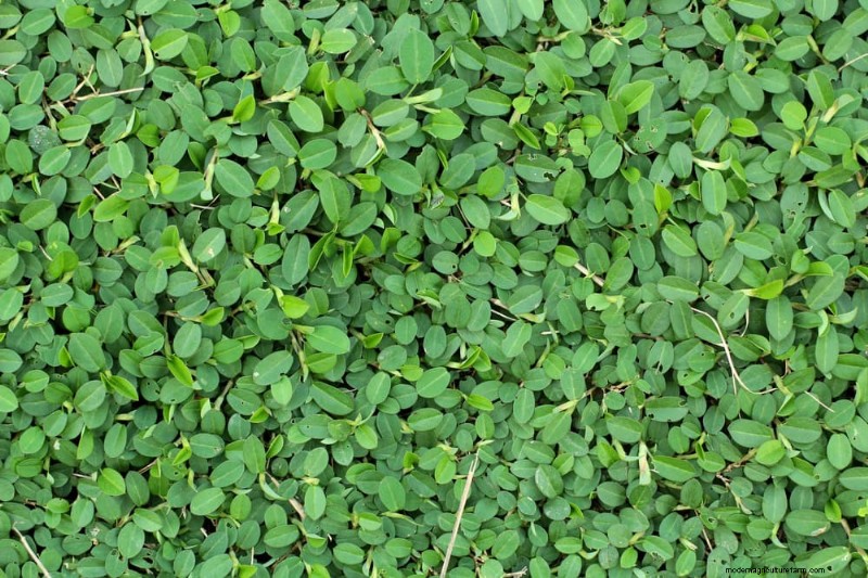 Natural Weed Control: 22 Eco-Friendly Methods for a Thriving Garden